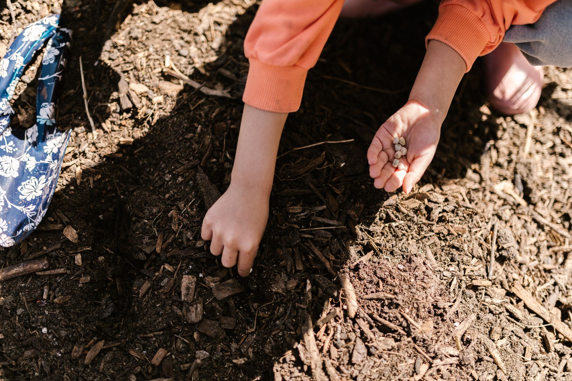 Manos de niños explorando la tierra del huerto